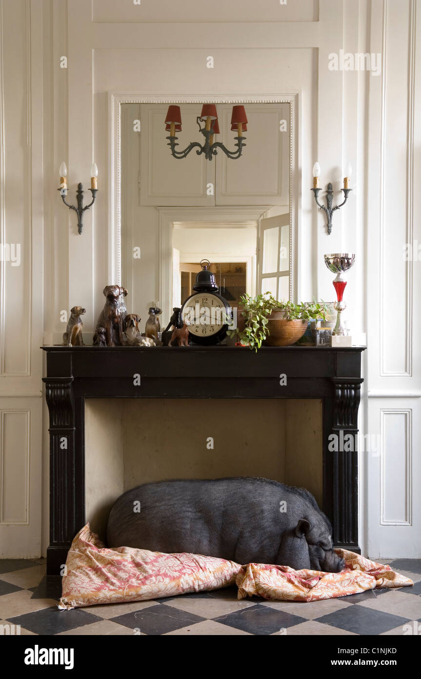 Panciuta pig dormire su un panno sotto il da caminetto Foto Stock