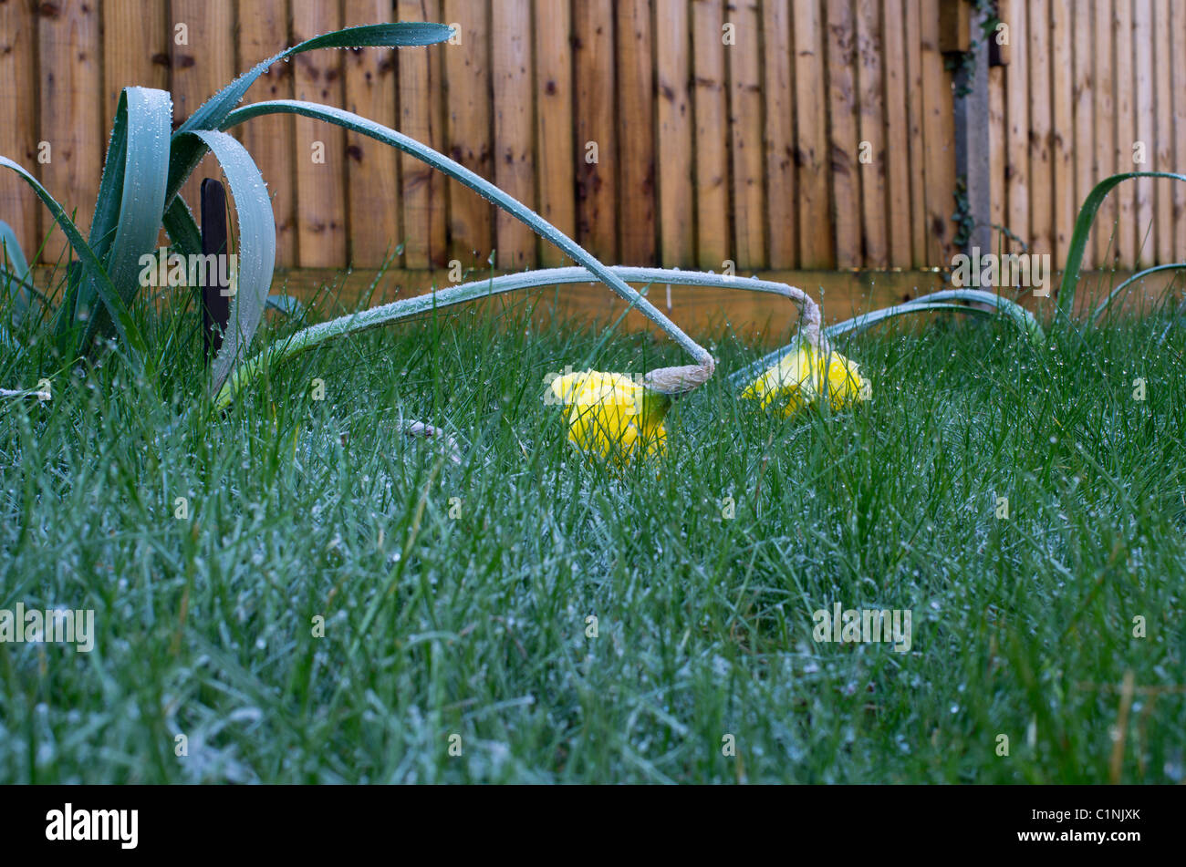 Daffoldils appassire nella primavera del gelo Foto Stock