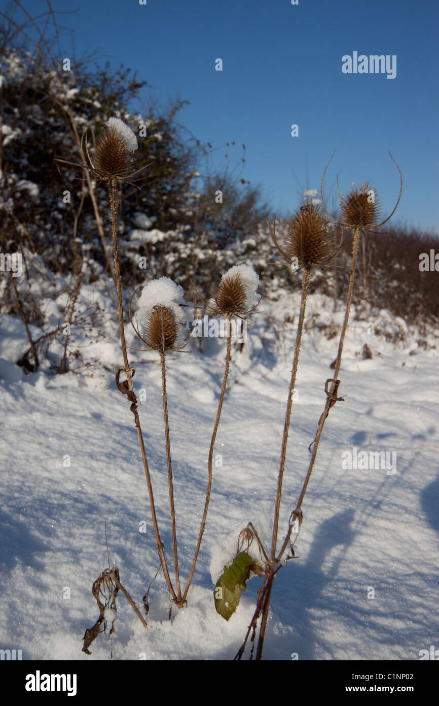 Teasel capi nella neve Foto Stock