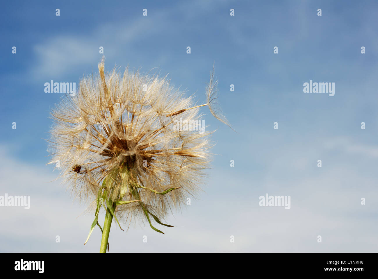 Seme Milkweed stelo e skyscape Foto Stock
