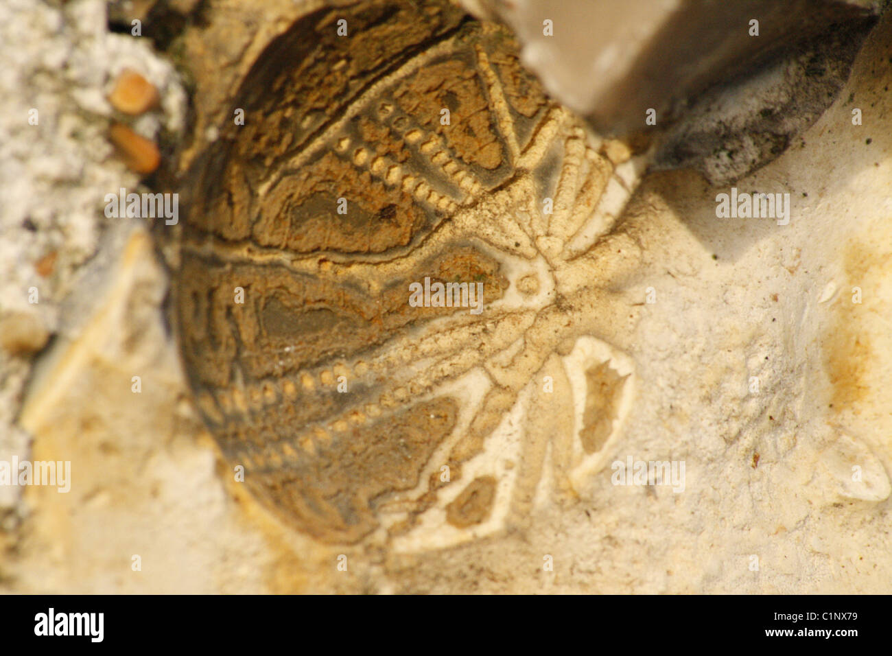 Ricci di mare fossile individuato in una parete di pietra focaia di una vecchia stalla presso il mio posto di lavoro. Foto Stock