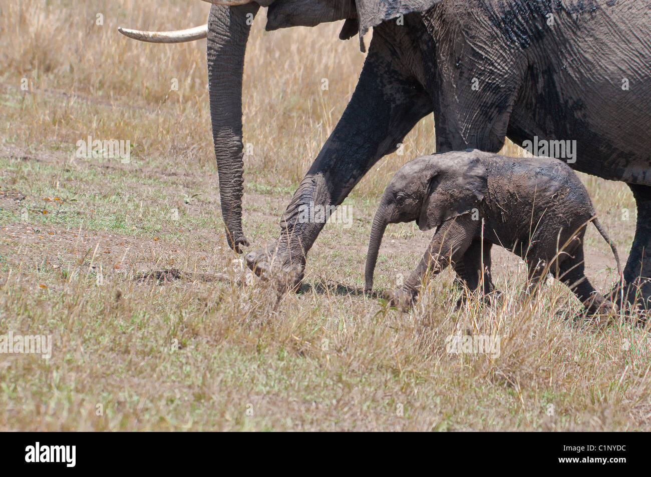 Elefante africano di mucca e di vitello, Loxodonta africana, il Masai Mara riserva nazionale, Kenya, Africa Foto Stock