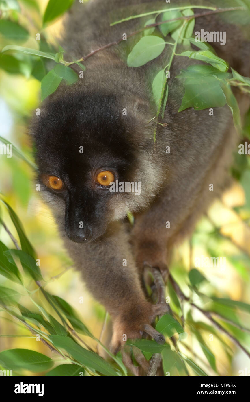 Comune lemure marrone (Eulemur fulvus). Ritratto. Foto Stock