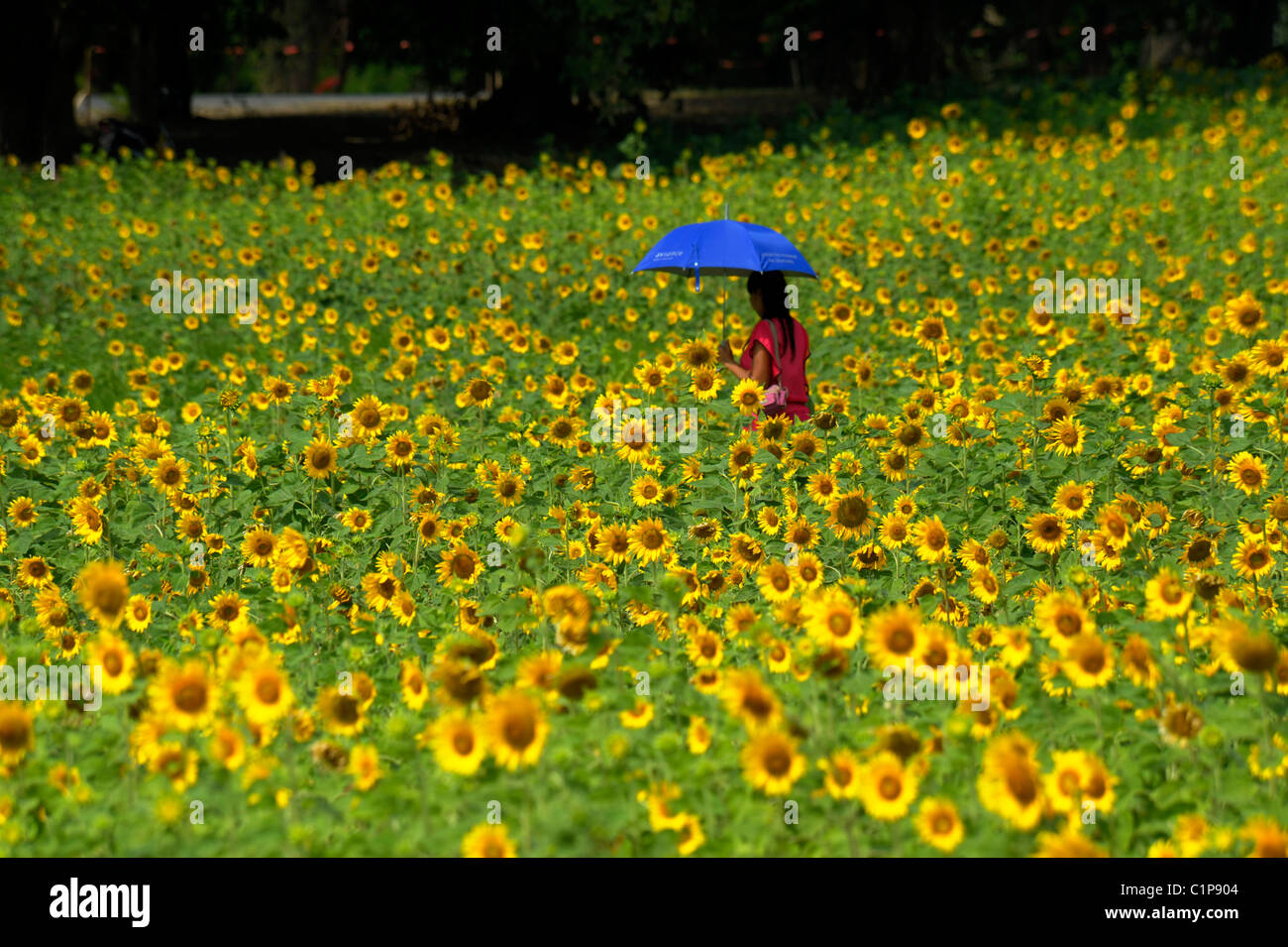 Lady con ombrellone a piedi attraverso il campo di girasole , i campi di girasole di lopburi , Tailandia centrale Foto Stock