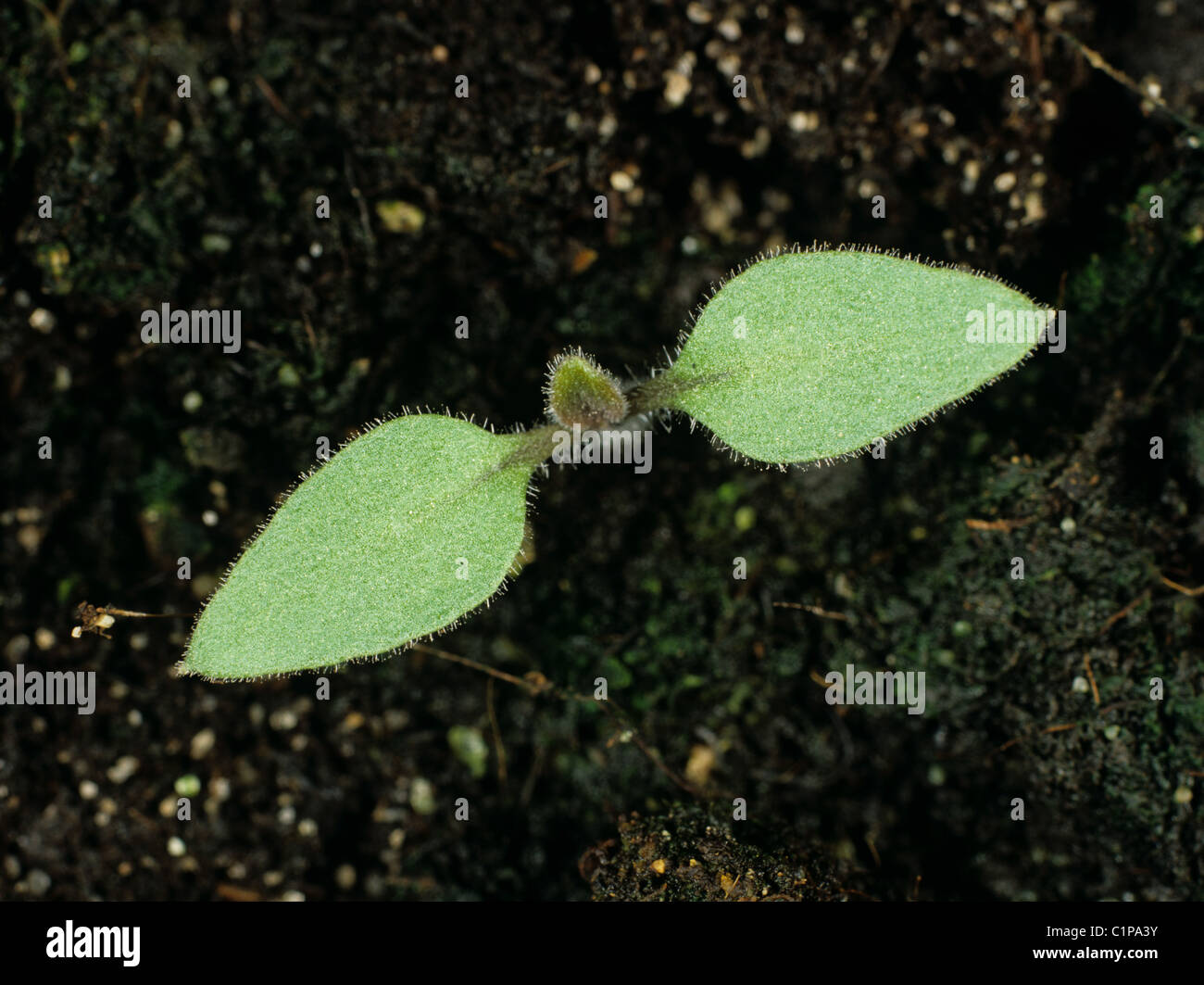 Erba Morella (Solanum nigrum) piantina cotiledoni solo Foto Stock