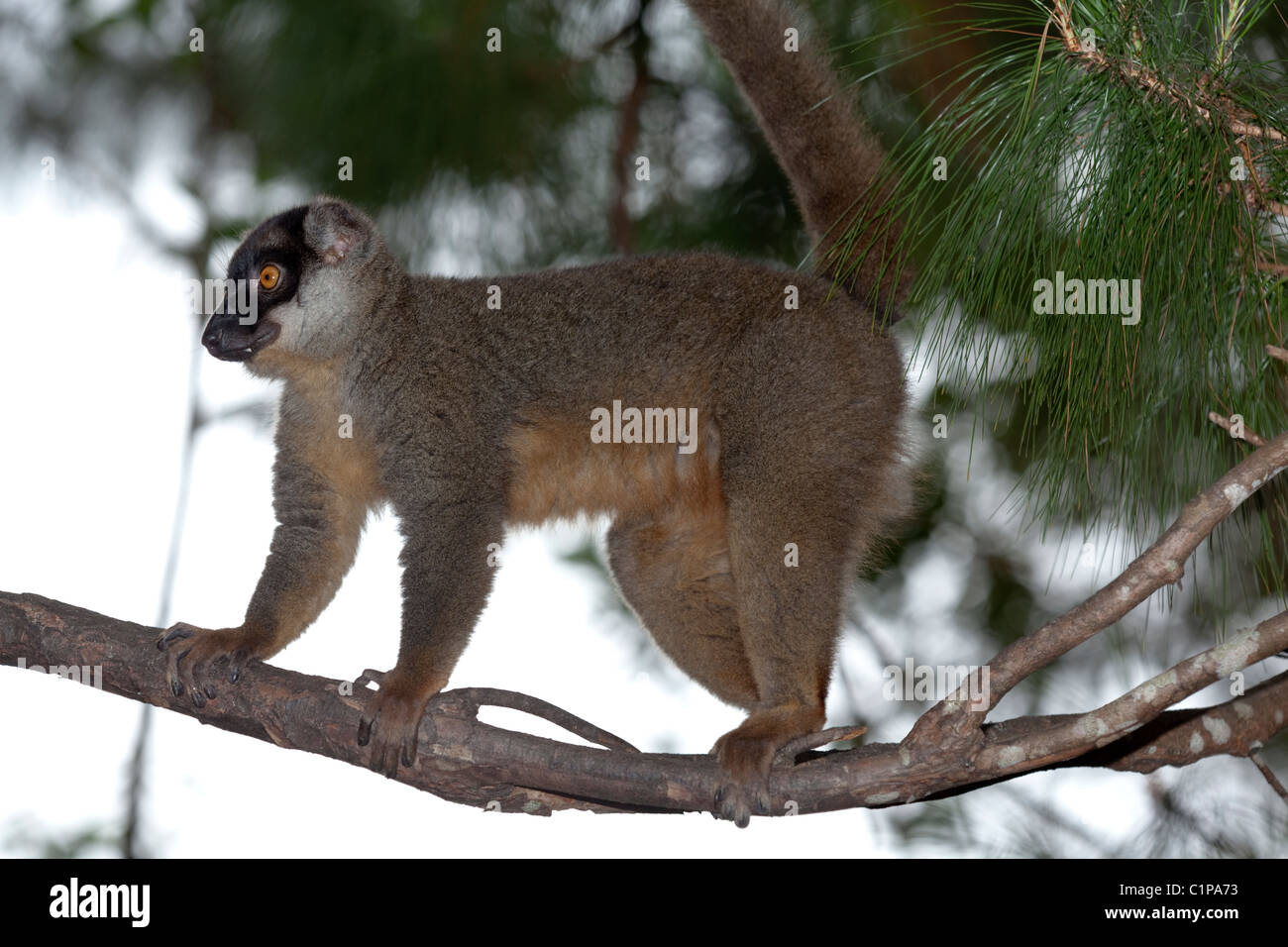 Comune lemure marrone (il Eulemur f. fulvus). Madagascar. Rivolto in avanti occhi consentire sentenza di distanze. La coda a controbilanciare.pollice opponibili alla presa. Foto Stock