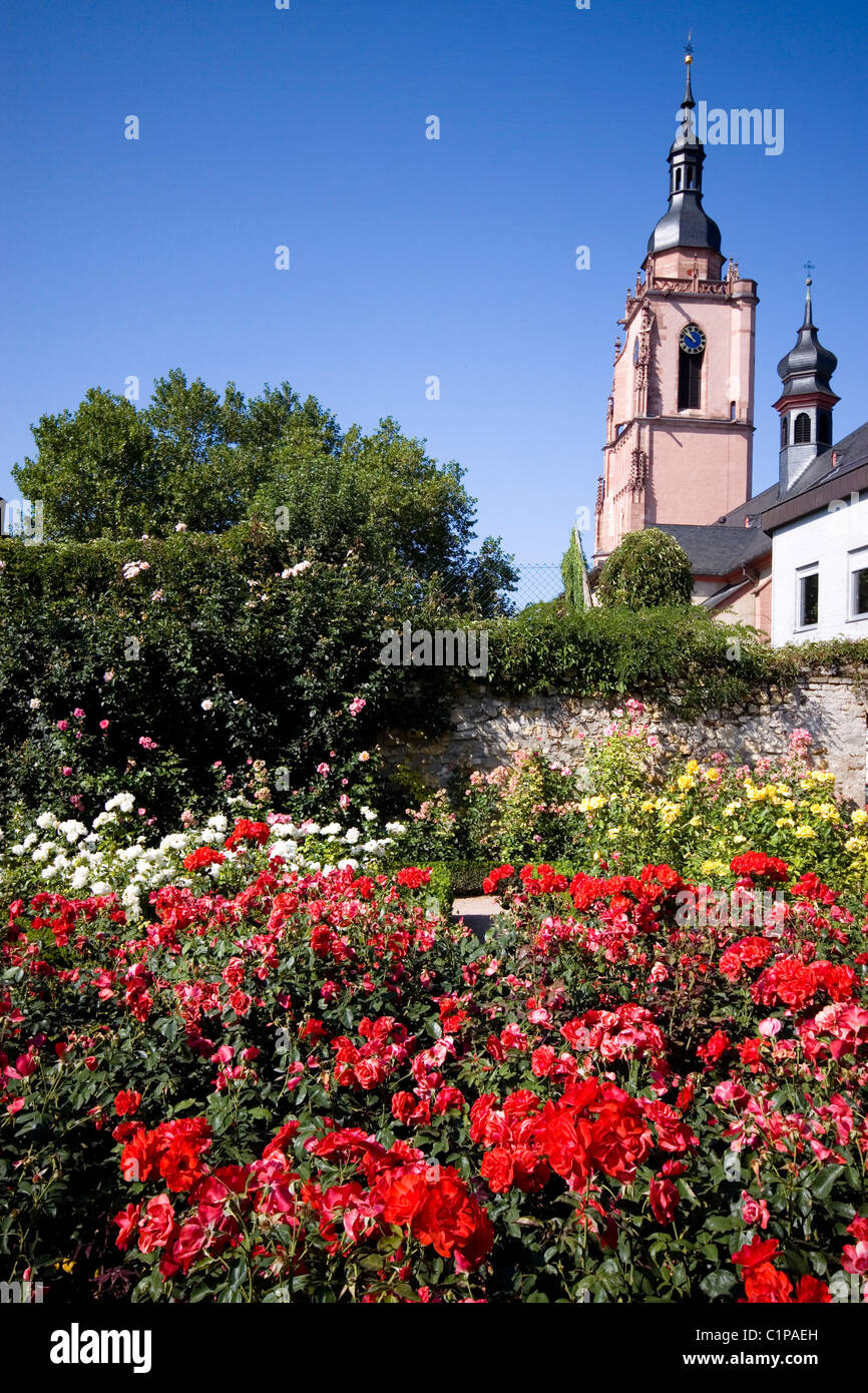 Germania, Eltville am Rhein, chiesa con giardino di rose in primo piano Foto Stock