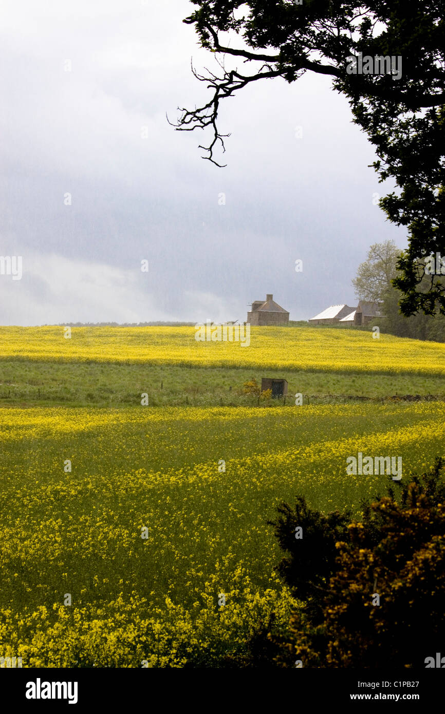 La Scozia, Alford, nuvole temporalesche su campi di colza Foto Stock