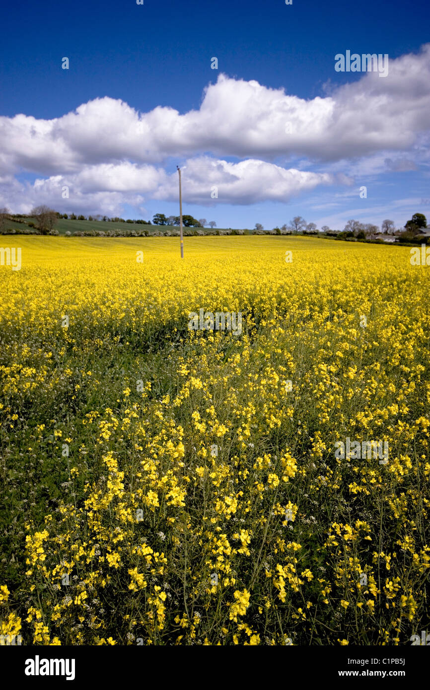 Giallo campo di colza sui confini Scozzesi Foto Stock