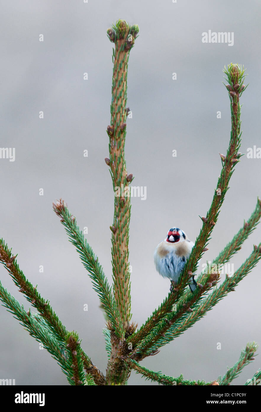 Cardellino appollaiate in cima di pino, carduelis carduelis, Isle of Mull, SCOZIA Foto Stock