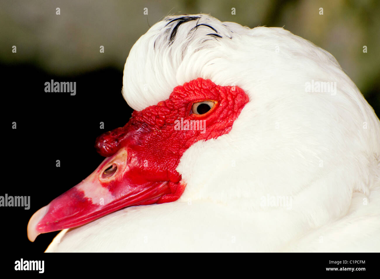 Colpo alla testa di un anatra muta Foto Stock