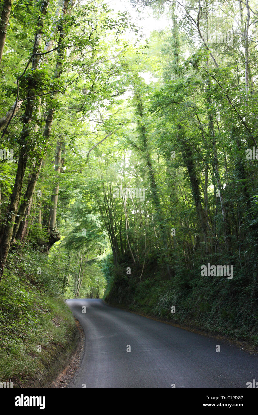 Inghilterra, Kent, Weald, vicolo del paese sotto la tettoia ad albero Foto Stock