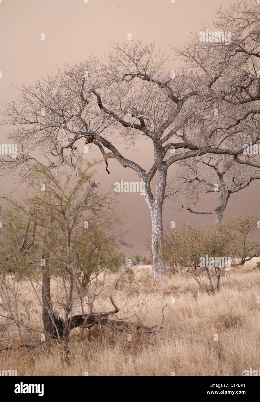 Alberi in incendio fumo. Prese a parco nazionale Kruger. La mattina presto, il cielo era molto strano colore rosato, dal fuoco in distanza. Foto Stock