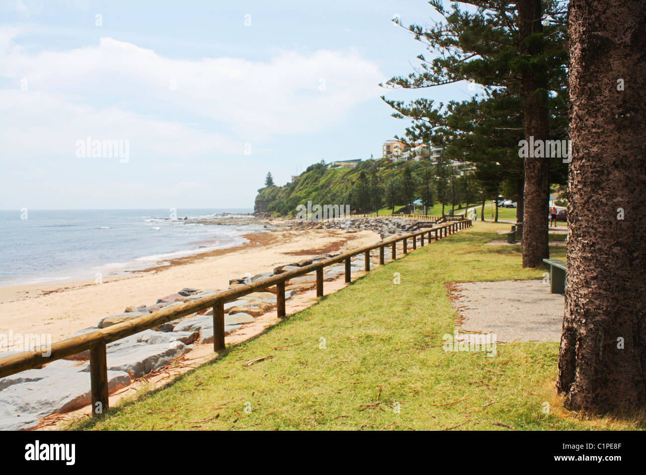 Australia, Queensland, Moffat Beach, alberi sul lungomare di erba Foto Stock