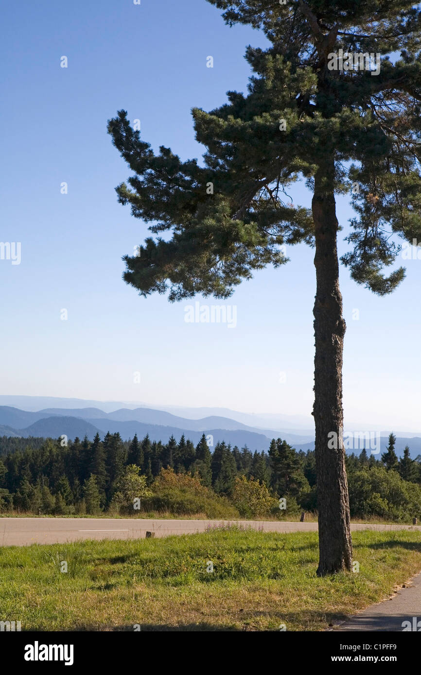 In Germania, in Baviera, Schwarzwaldhochstrasse, albero affacciato sulla foresta paesaggio Foto Stock