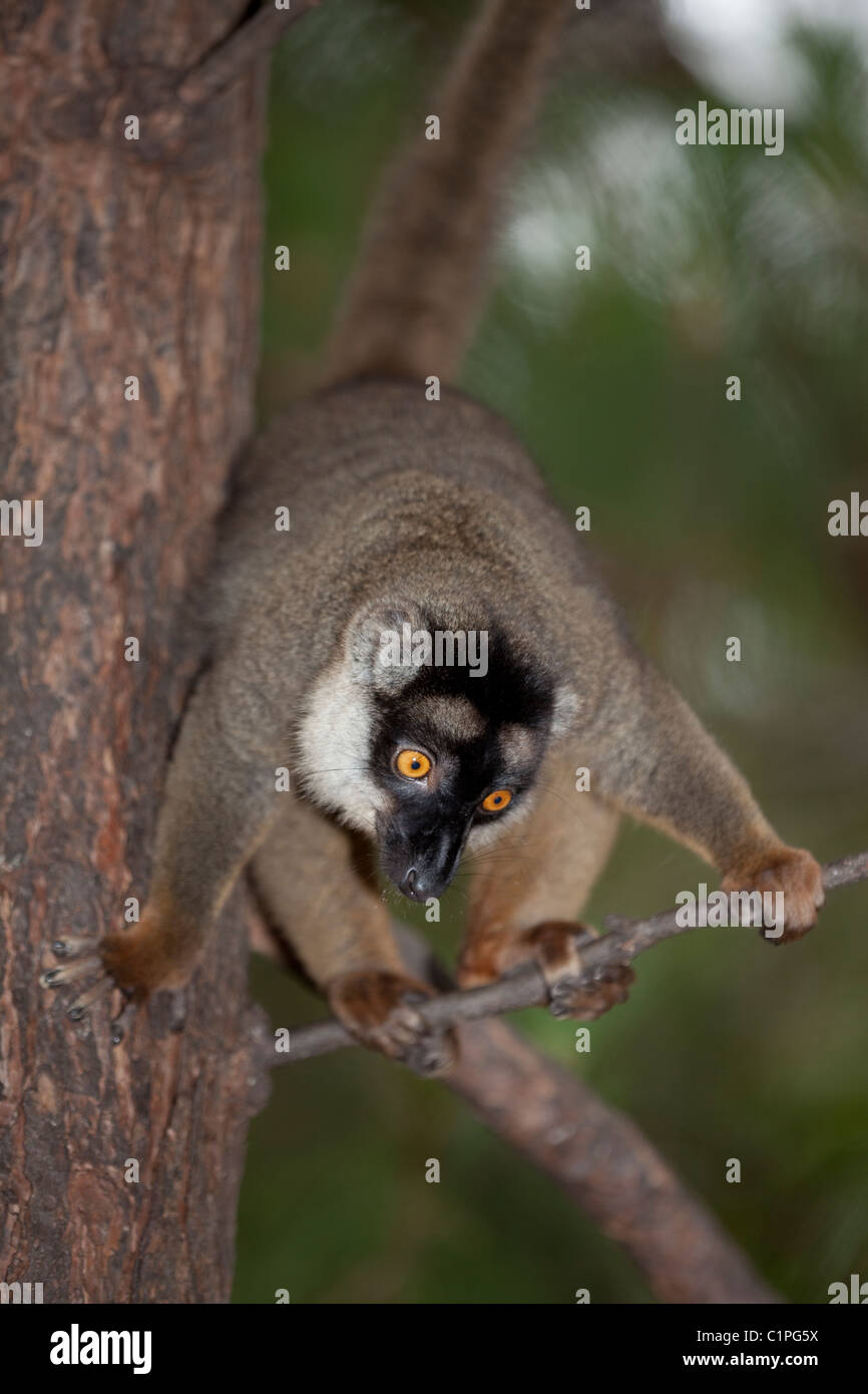 Comune lemure marrone (Eulemur fulvus). Madagascar. Rivolto in avanti occhi consentono una valutazione accurata delle distanze. Foto Stock