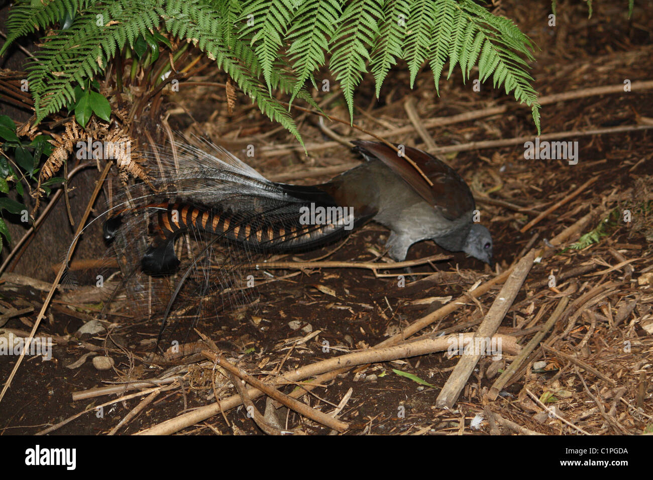 Uccelli Lira graffi per il cibo nel sottobosco Foto Stock