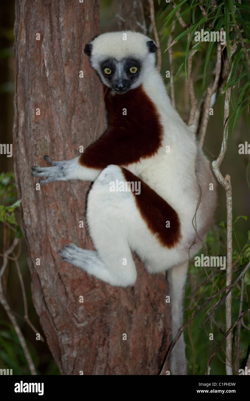 Coquerel il sifaka (Propithecus verreauxi coquereli). A nord ovest del Madagascar. Foto Stock
