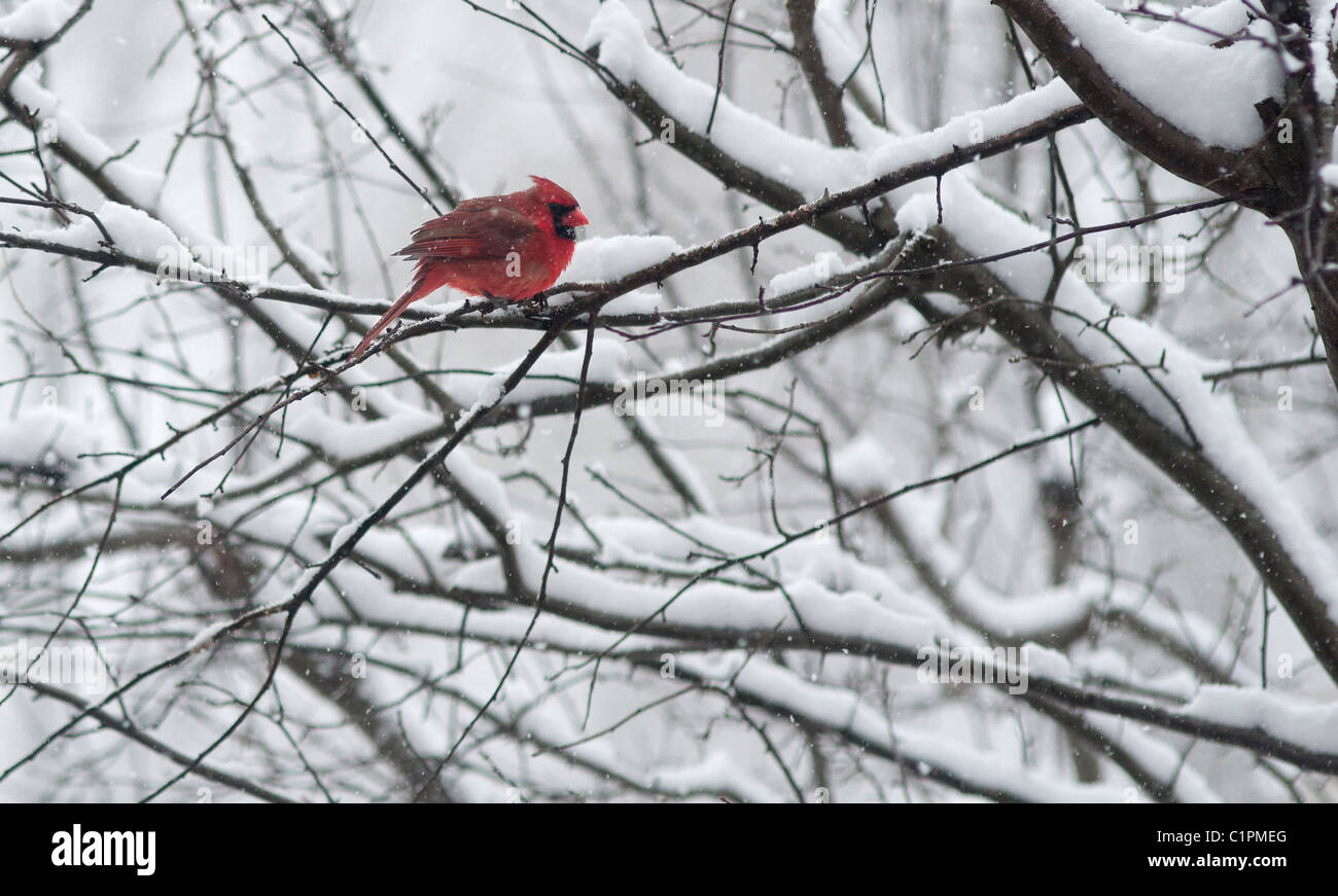 Rosso Cardinale su strade coperte di neve filiale. Foto Stock