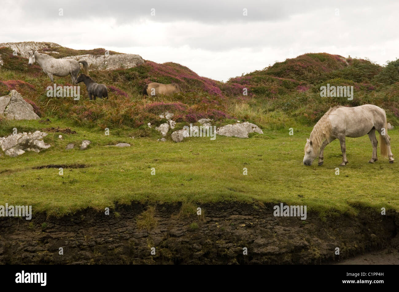 Repubblica di Irlanda, nella contea di Galway, Glinsk, pony Connemara il pascolo di erba Foto Stock