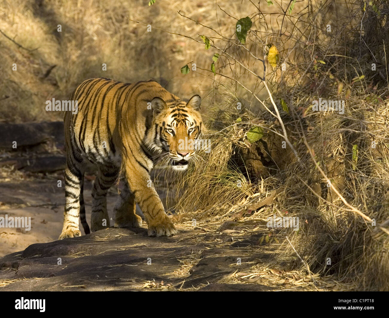 Tigre del Bengala a piedi a Bandhavgarh Foto Stock