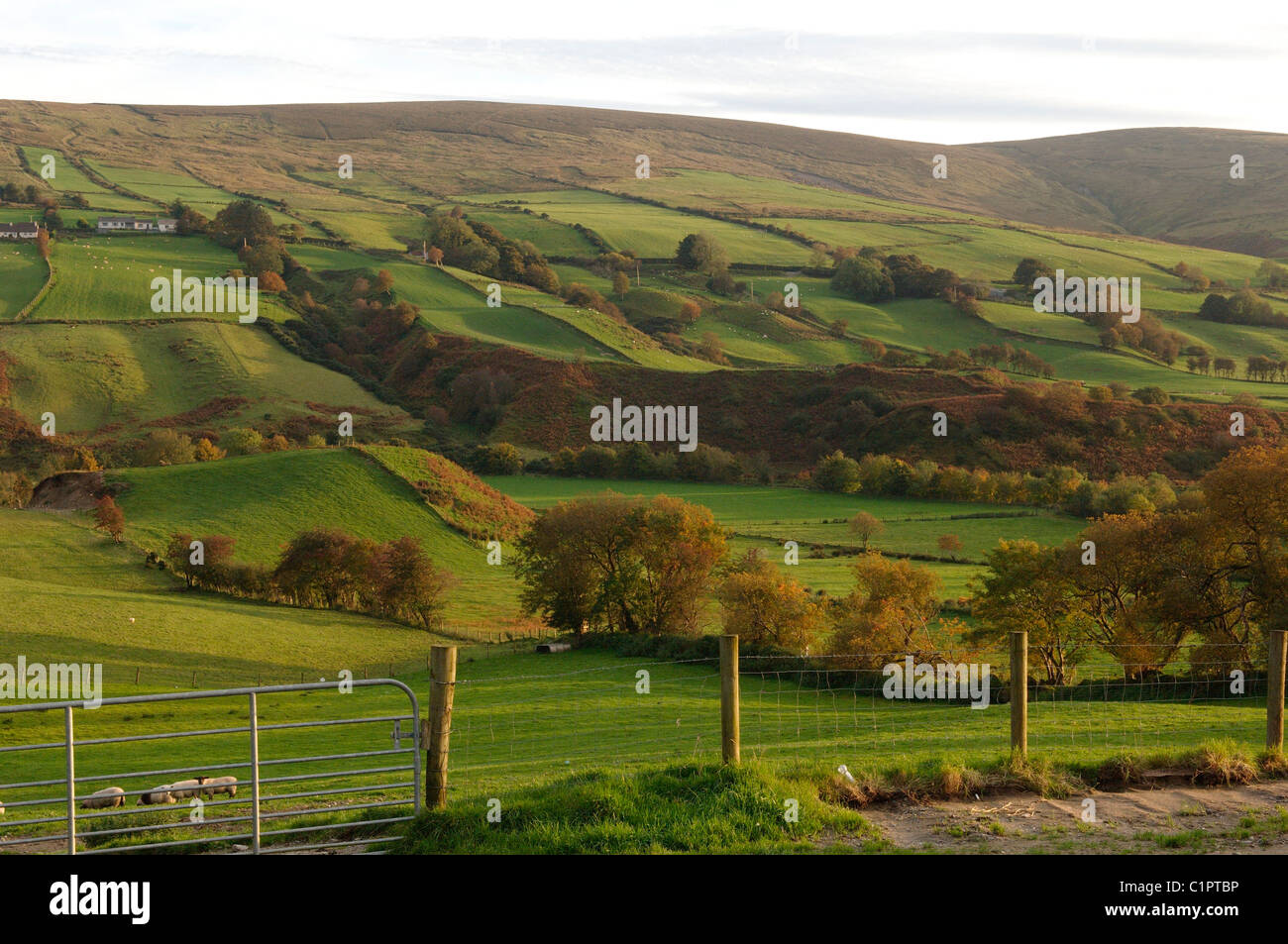 Irlanda del Nord, la Causeway Coast, Glennelly Valley, montagne Sperrin, pascolo di ovini erba Foto Stock