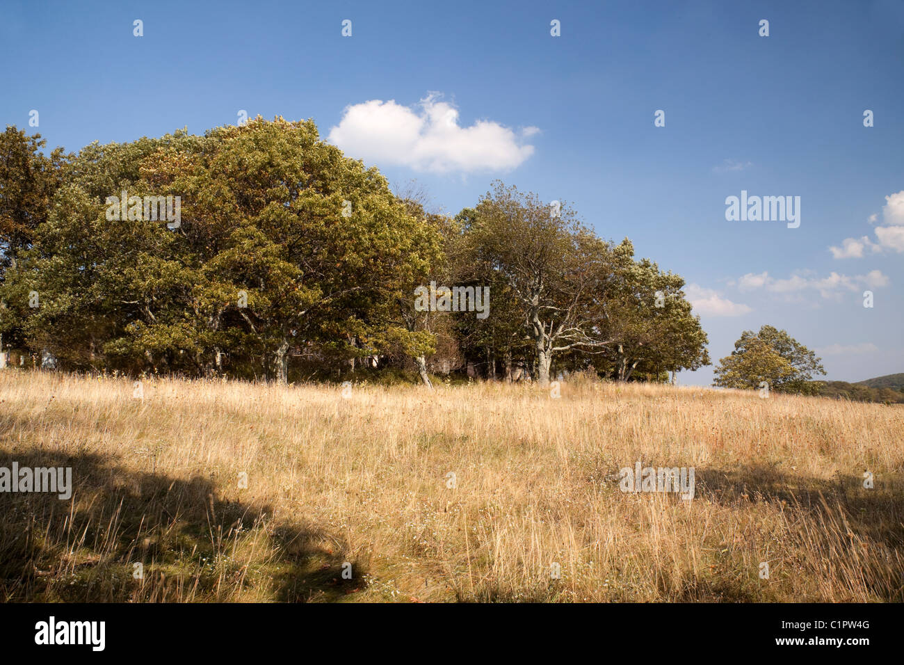 Grandi prati nel Parco Nazionale di Shenandoah Virginia STATI UNITI D'AMERICA Foto Stock