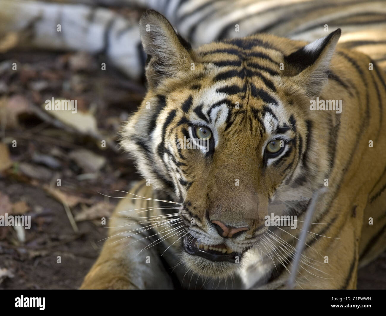 Tigre del Bengala a Bandhavgarh Foto Stock