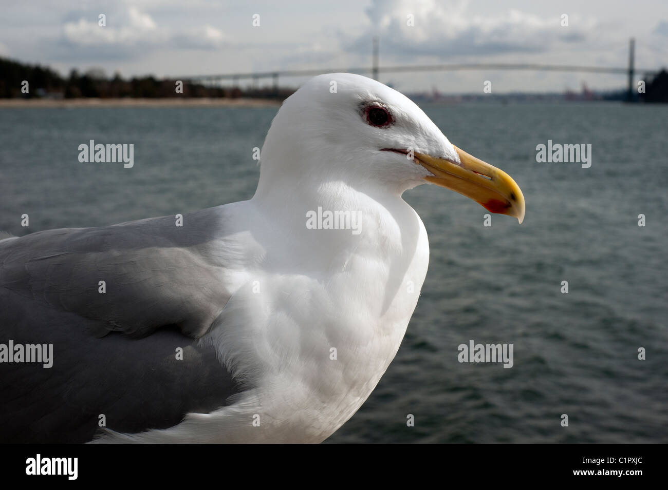 Ritratto di Seagull, close-up Foto Stock