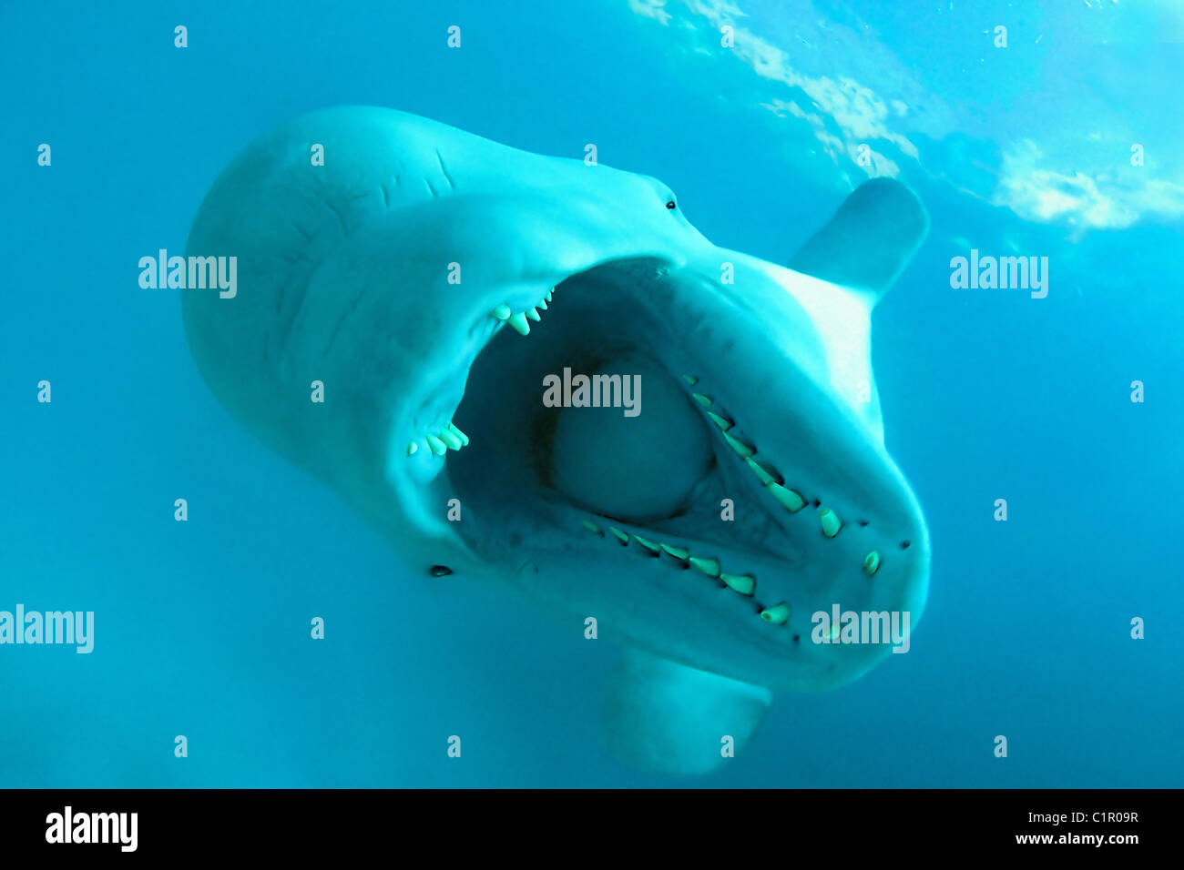 Ritratto closeup di balena Beluga a bocca aperta, balena bianca Beluga (Delphinapterus leucas) con bocca aperta nell'acqua blu Foto Stock