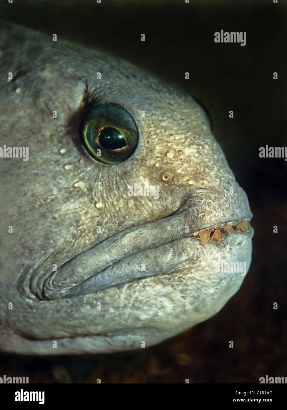 Lupo di mare, Atlantico pesce gatto, Gatto Artico, oceano lupo di mare, pesce diavolo, Anguilla Lupo o il pesce-gatto (Anarhichas lupus) Foto Stock