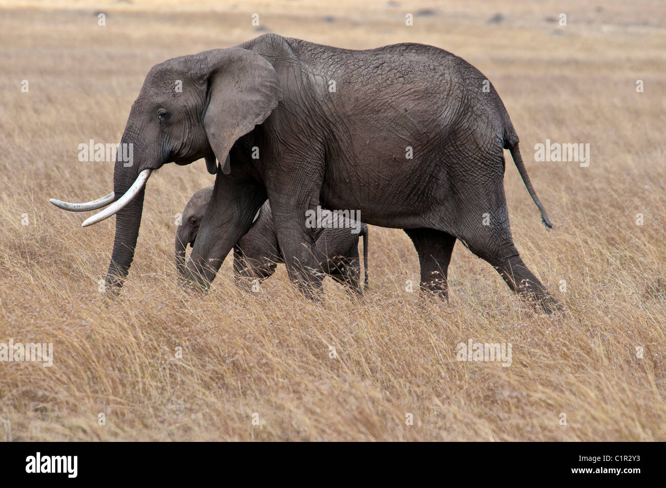 Elefante africano mucca con vitello, Loxodonta africana, il Masai Mara riserva nazionale, Kenya, Africa Foto Stock