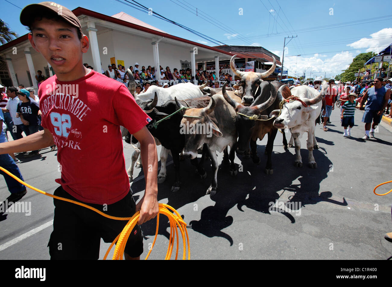 Un giovane uomo tori conduce attraverso le strade della Liberia, Costa Rica, durante il festival di civica sfilata di cavalli Foto Stock