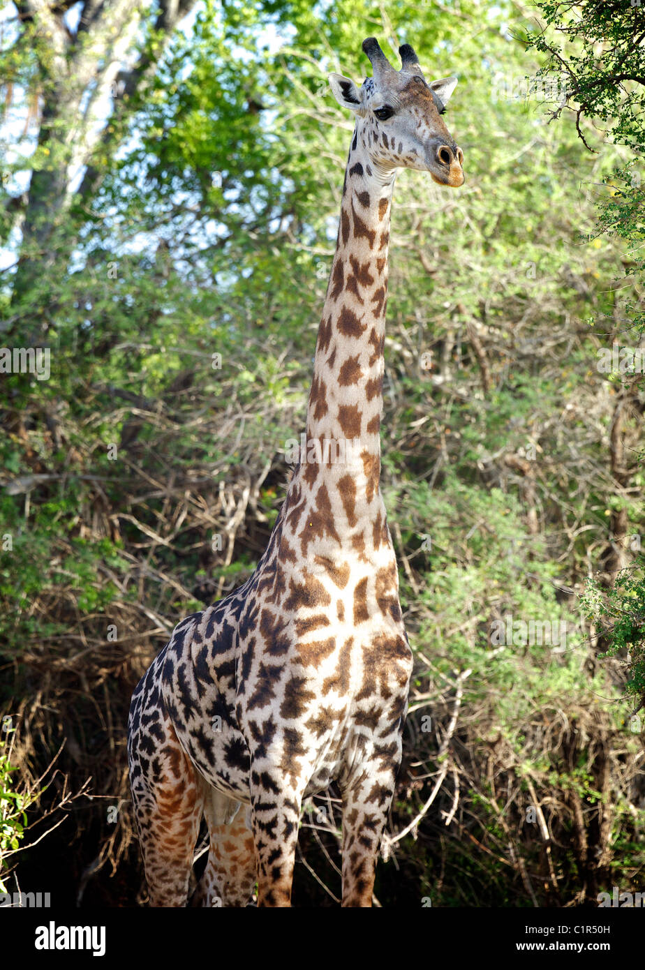 Giraffa camelopardalis Giraffa Saadani Tanzania Africa Foto Stock