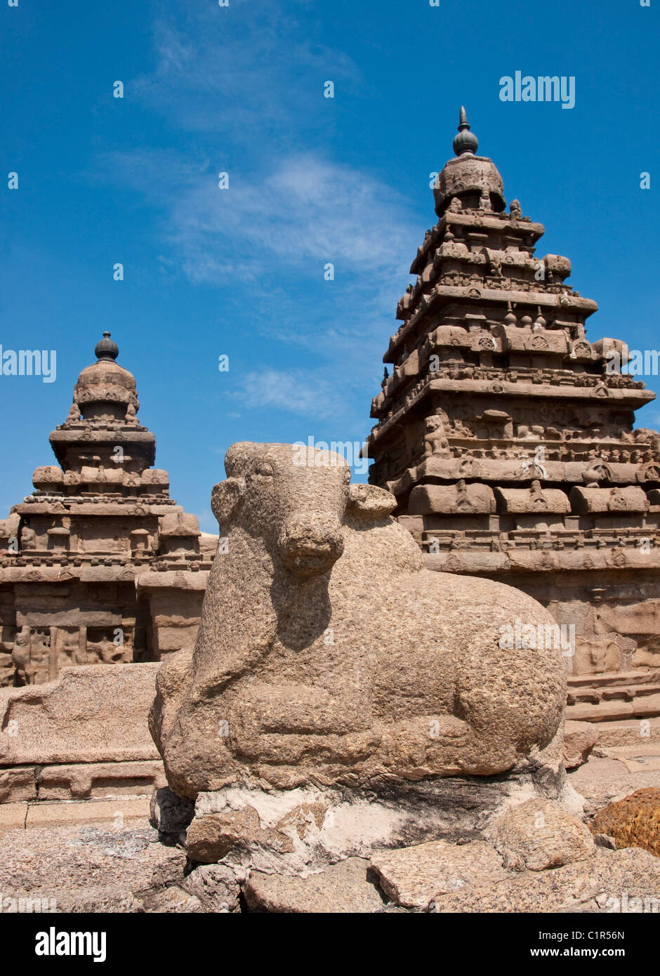 Scultura di mucca al VIII secolo Mahabalipuram Shore tempio di governanti Pallava in dravidico stile architettonico Foto Stock