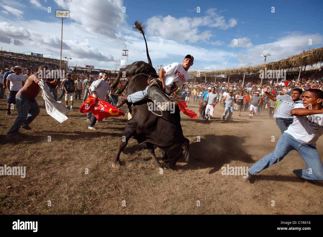 Bull riding durante un festival civico, Liberia, Costa Rica Foto Stock