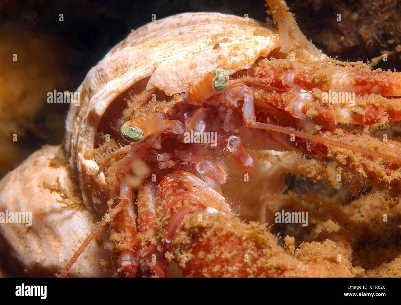 Comune eremita marino granchio (Pagurus bernhardus) Mare Bianco, Carelia, artiche, Federazione russa Foto Stock