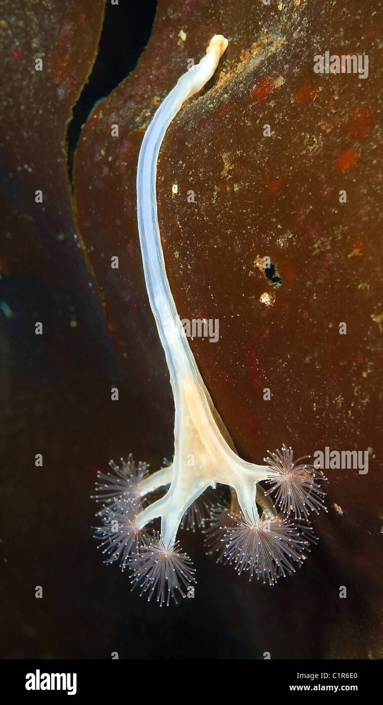 Sgambate medusa (Lucernaria quadricornis), artiche, Russia, Kareliya, mare bianco Foto Stock