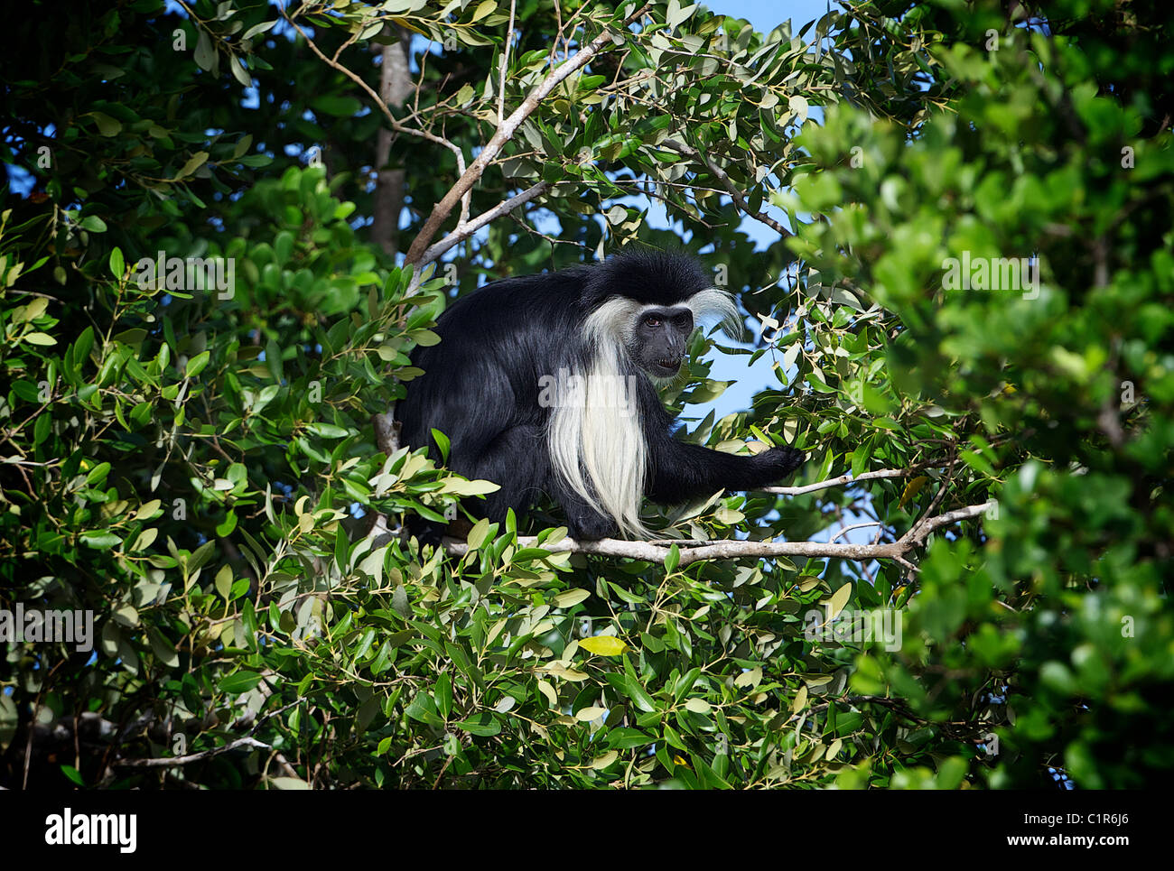 Angola Colobus, Colobus angolensis Saadani Tanzania Foto Stock