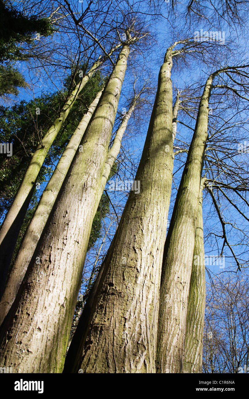 Più tronchi di alberi crescenti per la stessa struttura di base, alta e diritta. Foto Stock