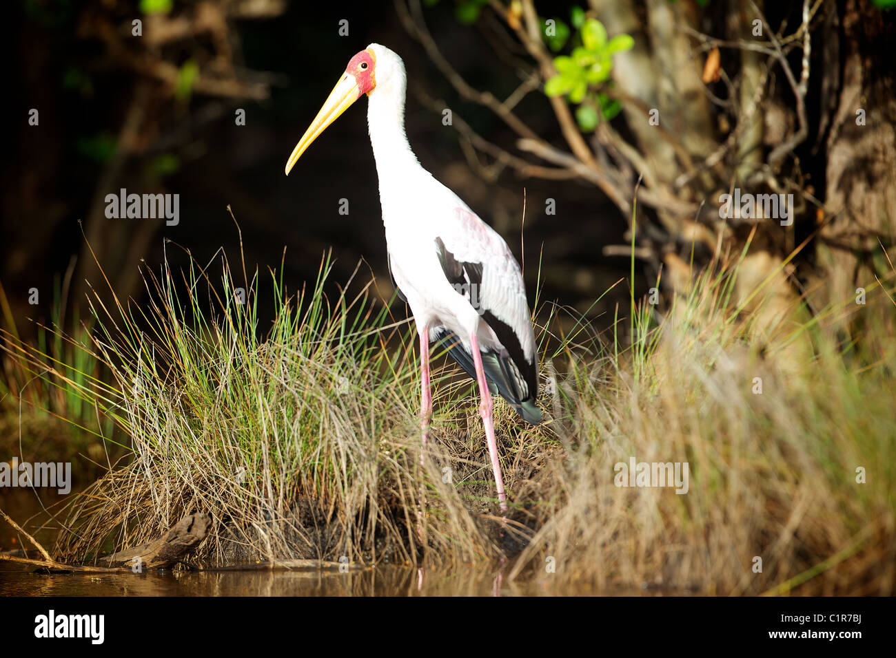 Giallo-fatturati Stork, Mycteria ibis Saadani Tanzania Foto Stock