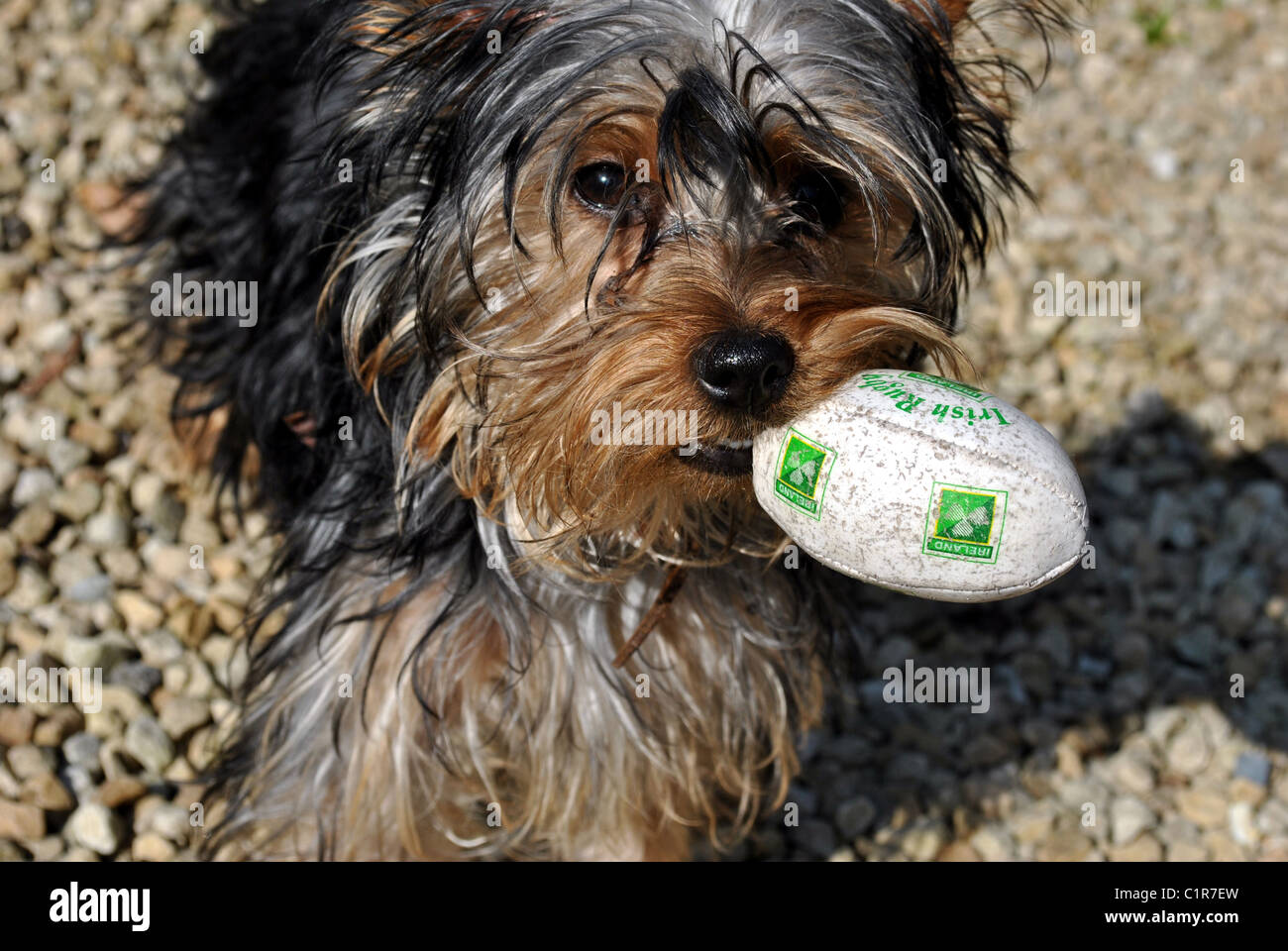 Yorkshire terrier giocando Foto Stock