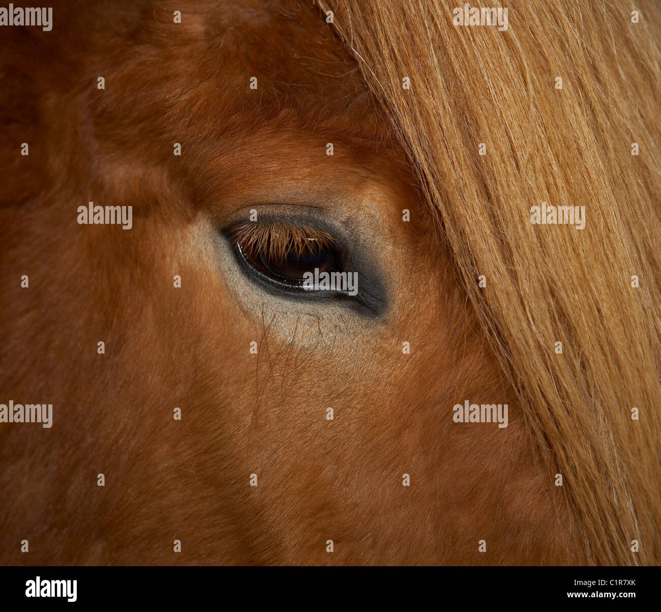 Occhio del cavallo, cavallo islandese, Islanda Foto Stock