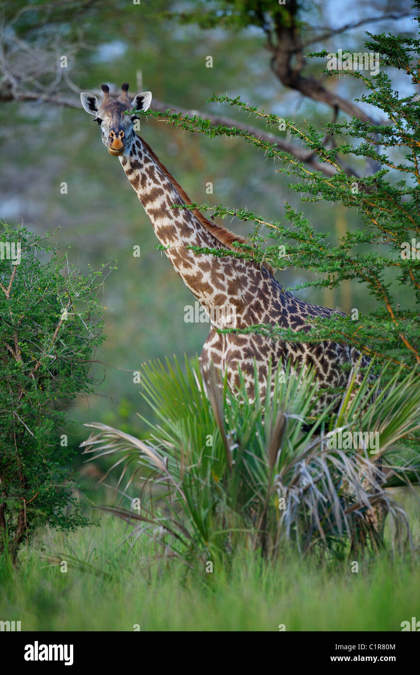 Giraffa camelopardalis Giraffa Saadani Tanzania Africa Foto Stock
