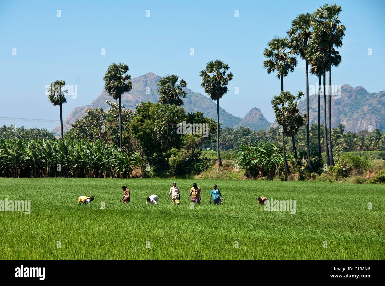 I lavoratori agricoli in Tamil Nadu la risaia con i Ghati Occidentali in background. Foto Stock
