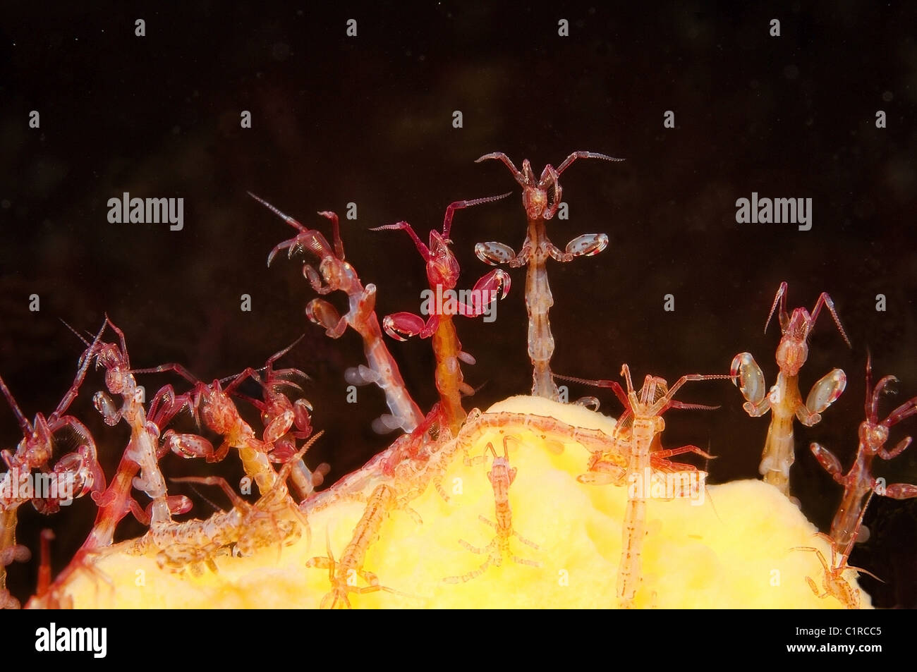 Lo scheletro di gamberi o gamberetti fantasma (Caprella linearis), artiche, Russia, Kareliya, mare bianco Foto Stock