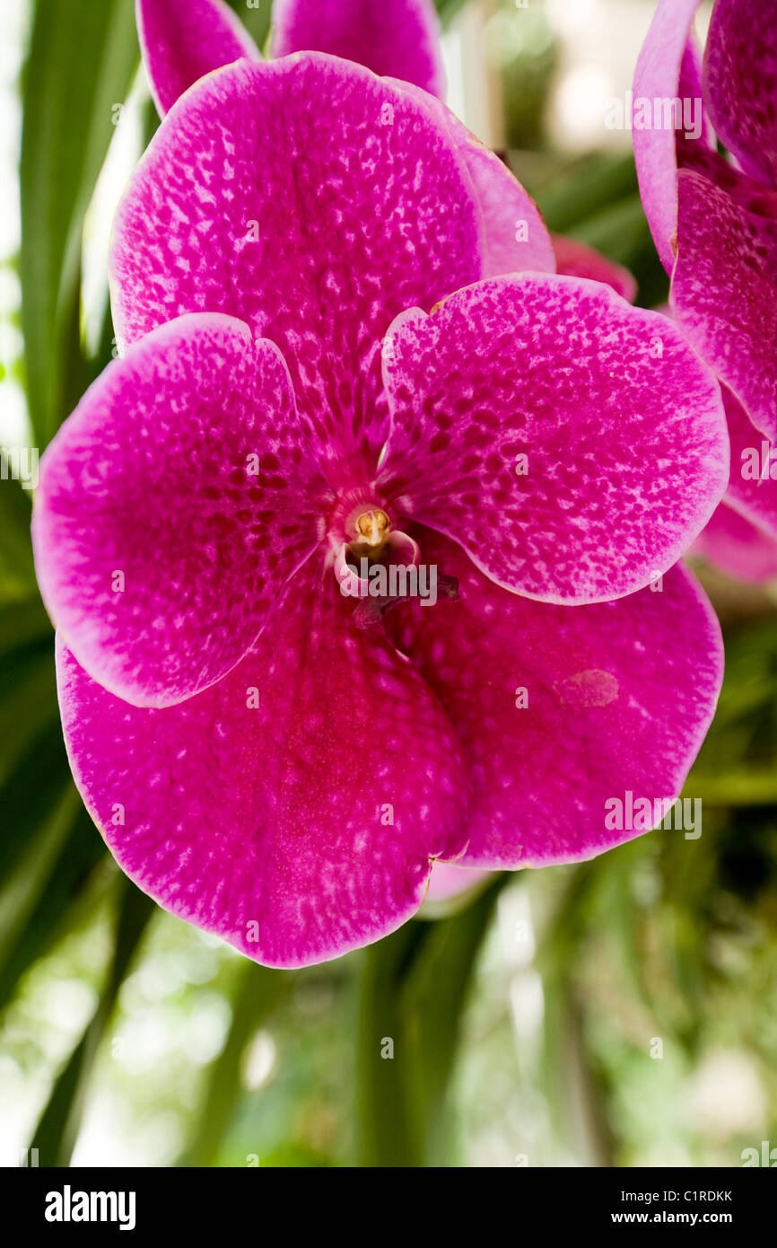 Purple PHALAENOPSIS moth orchid fiori / fioritura ad RHS sede / HQ at Wisley. Surrey. Regno Unito. Foto Stock