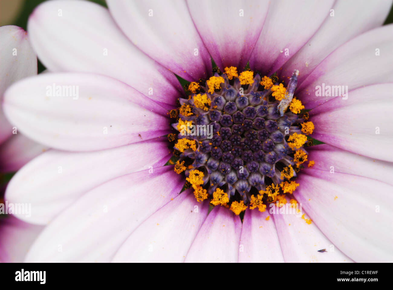 Dettaglio di un rosa pallido Cineraria fiore Foto Stock