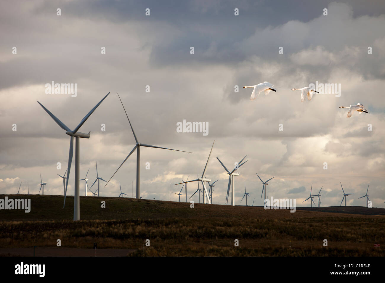 Whooper cigni battenti su bianco Lee wind farm a sud di Glasgow, UK. Foto Stock