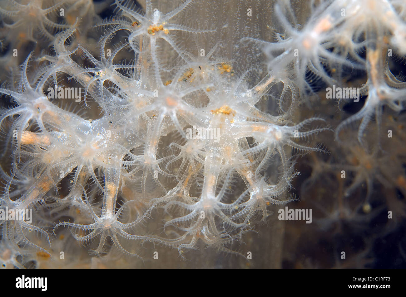 Soft Coral (Gersemia cubformis), Arctic Russia Kareliya mare bianco Foto Stock